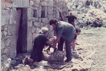 Sheep Shearing